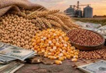 ¿Son descabelladas las metas de retenciones del Presupuesto 2027? Un análisis con los cuatro factores clave Granos de soja, maíz, trigo y sorgo rodeados de dólares, en una imagen que representa el valor de los commodities y el mercado agrícola.