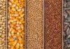Mercado de granos: la soja mejoró y el maíz sumó ofertas para entregas futuras Soja, maíz, trigo, sorgo y girasol dispuestos en franjas separadas para ilustrar el mercado de granos.