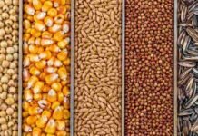 Mercado de granos: la soja mejoró y el maíz sumó ofertas para entregas futuras Soja, maíz, trigo, sorgo y girasol dispuestos en franjas separadas para ilustrar el mercado de granos.