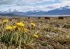Argentina y Chile se unen contra dos malezas que amenazan los pastizales patagónicos Pilosela en un pastizal de la Patagonia Austral, una maleza invasora que amenaza la biodiversidad y la producción ganadera.