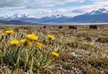 Argentina y Chile se unen contra dos malezas que amenazan los pastizales patagónicos Pilosela en un pastizal de la Patagonia Austral, una maleza invasora que amenaza la biodiversidad y la producción ganadera.