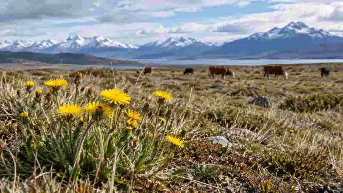 hieracium-pilosela-pastizales-patagonia Pilosela en un pastizal de la Patagonia Austral, una maleza invasora que amenaza la biodiversidad y la producción ganadera.