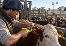 Trazabilidad bovina: por qué la calidad del dispositivo empieza a pesar tanto como el cumplimiento normativo Operario coloca una caravana electrónica a un bovino mientras otro trabajador verifica la identificación con un lector, como parte del sistema de trazabilidad ganadera.