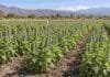 El INTA desarrolla chía de ciclo corto que podría sembrarse hasta en primavera Ensayo de chía de ciclo corto desarrollado por el INTA en Salta, con plantas evaluadas para ampliar la ventana de siembra.