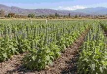 El INTA desarrolla chía de ciclo corto que podría sembrarse hasta en primavera Ensayo de chía de ciclo corto desarrollado por el INTA en Salta, con plantas evaluadas para ampliar la ventana de siembra.