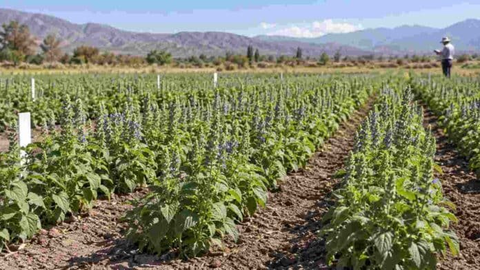inta-chia-ciclo-corto-salta Ensayo de chía de ciclo corto desarrollado por el INTA en Salta, con plantas evaluadas para ampliar la ventana de siembra.