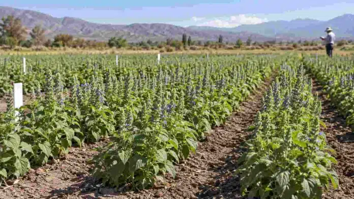 inta-chia-ciclo-corto-salta Ensayo de chía de ciclo corto desarrollado por el INTA en Salta, con plantas evaluadas para ampliar la ventana de siembra.