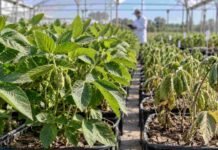 Dos señales permiten detectar soja tolerante a sequía desde etapas tempranas Ensayo experimental de soja del INTA con plantas sanas y plantas afectadas por déficit hídrico, utilizado para evaluar genotipos con mayor tolerancia a la sequía.