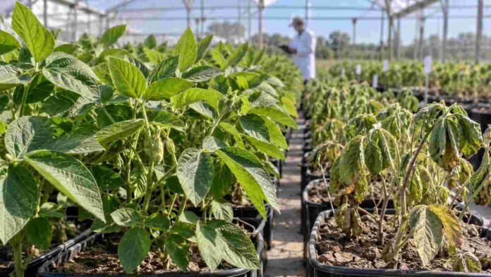 Ensayo experimental de soja del INTA con plantas sanas y plantas afectadas por déficit hídrico, utilizado para evaluar genotipos con mayor tolerancia a la sequía.