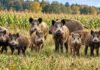 Nueva Ley de Carnes: Río Negro amplía la faena artesanal y regula la fauna silvestre Manada de jabalíes en una pastura natural con un cultivo de maíz al fondo
