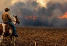 Crece el rechazo al proyecto de ecocidio: el agro advierte por inseguridad jurídica y penas severas Jinete sobre un caballo pinto observa un incendio rural entre humo denso y rastrojo seco en el campo.