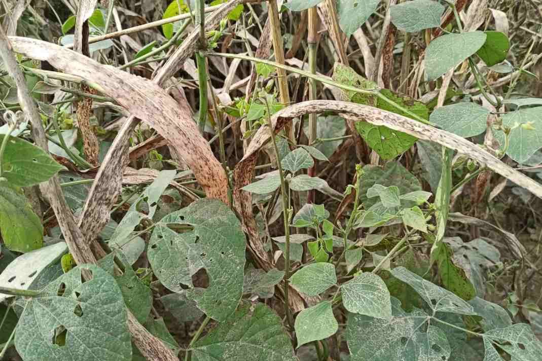 Consociación de Lablab purpureus y sorgo boliviano como cultivos de servicios