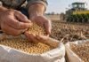 Semillas: productores y empresas no acordaron quién debe pagar y ahora definirá el Gobierno Productor revisa semillas de soja y trigo antes de la siembra, en una escena vinculada al debate por el uso propio y la nueva Ley de Semillas.