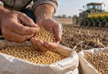 Semillas: productores y empresas no acordaron quién debe pagar y ahora definirá el Gobierno Productor revisa semillas de soja y trigo antes de la siembra, en una escena vinculada al debate por el uso propio y la nueva Ley de Semillas.