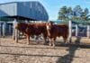 Limousin lleva 50 reproductores a Jesús María y sorprende con nuevos datos de calidad carnicera Reproductores Limousin exhibidos en corrales durante la Exposición Nacional de Primavera en la Sociedad Rural de Jesús María.