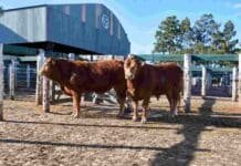 Limousin lleva 50 reproductores a Jesús María y sorprende con nuevos datos de calidad carnicera Reproductores Limousin exhibidos en corrales durante la Exposición Nacional de Primavera en la Sociedad Rural de Jesús María.