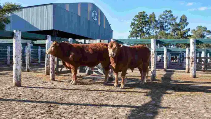 Reproductores Limousin exhibidos en corrales durante la Exposición Nacional de Primavera en la Sociedad Rural de Jesús María.