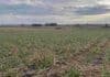 Córdoba: agosto tuvo pocas lluvias y deja una señal clave para los cultivos Lote agrícola de Córdoba con escasa humedad superficial y cultivos invernales bajo cielo nublado, en un agosto marcado por bajas precipitaciones.