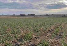 Córdoba: agosto tuvo pocas lluvias y deja una señal clave para los cultivos Lote agrícola de Córdoba con escasa humedad superficial y cultivos invernales bajo cielo nublado, en un agosto marcado por bajas precipitaciones.