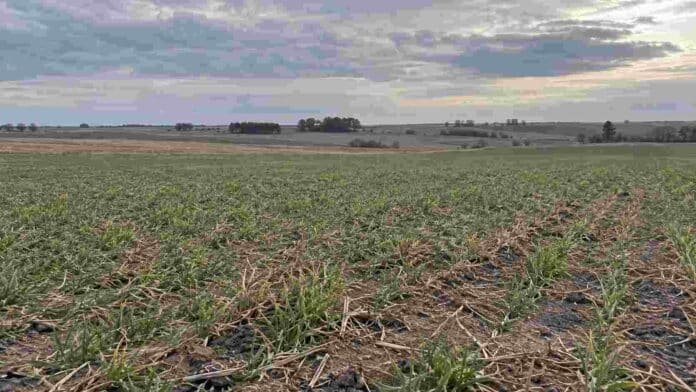 Lote agrícola de Córdoba con escasa humedad superficial y cultivos invernales bajo cielo nublado, en un agosto marcado por bajas precipitaciones.