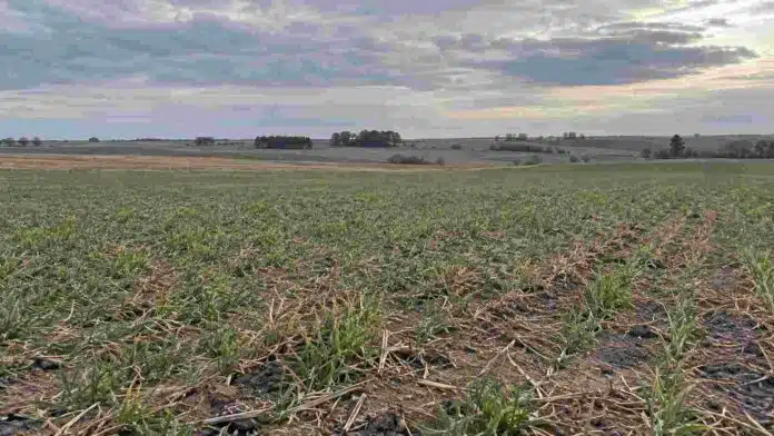 lluvias-bajas-cordoba-cultivos-invernales Lote agrícola de Córdoba con escasa humedad superficial y cultivos invernales bajo cielo nublado, en un agosto marcado por bajas precipitaciones.