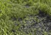 Herbicidas: una mezcla puede reducir el control de malezas Sector de un lote rural con pastizales verdes, rastrojo seco y suelo parcialmente descubierto.