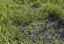 Herbicidas: una mezcla puede reducir el control de malezas Sector de un lote rural con pastizales verdes, rastrojo seco y suelo parcialmente descubierto.