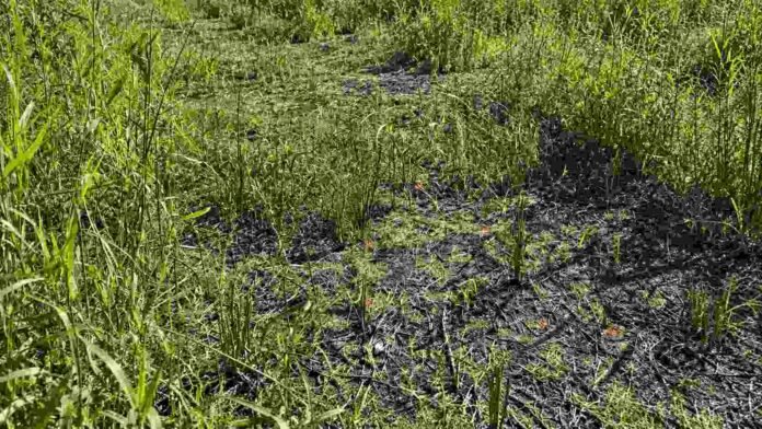 Sector de un lote rural con pastizales verdes, rastrojo seco y suelo parcialmente descubierto.