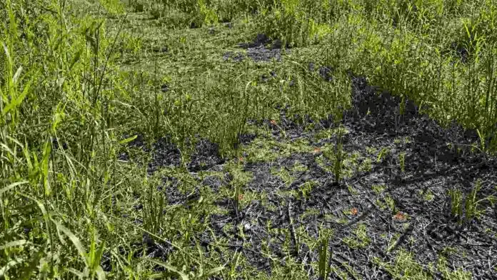 Sector de un lote rural con pastizales verdes, rastrojo seco y suelo parcialmente descubierto.