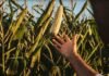 Maíz: Nidera mide hasta US$85 por hectárea extra con densidad variable Productor observa una espiga de maíz en el lote, en una imagen vinculada al manejo, la genética y las decisiones que definen el rendimiento del cultivo.