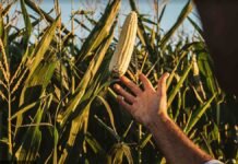 Maíz: Nidera mide hasta US$85 por hectárea extra con densidad variable Productor observa una espiga de maíz en el lote, en una imagen vinculada al manejo, la genética y las decisiones que definen el rendimiento del cultivo.