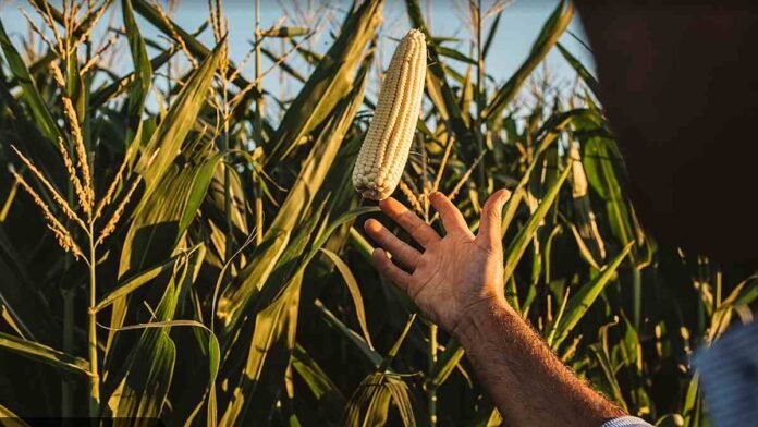 maíz Nidera semillas Productor observa una espiga de maíz en el lote, en una imagen vinculada al manejo, la genética y las decisiones que definen el rendimiento del cultivo.