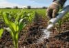 Una tecnología reduce a menos de la mitad las pérdidas de nitrógeno en maíz. Aplicación de urea en un lote de maíz para mejorar la eficiencia de la fertilización nitrogenada y reducir pérdidas de nitrógeno.