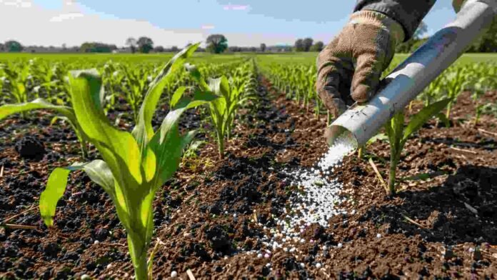 Aplicación de urea en un lote de maíz para mejorar la eficiencia de la fertilización nitrogenada y reducir pérdidas de nitrógeno.