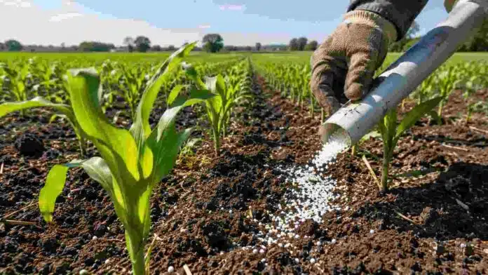 Aplicación de urea en un lote de maíz para mejorar la eficiencia de la fertilización nitrogenada y reducir pérdidas de nitrógeno.