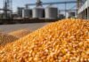 El maíz desafía las bajas de Chicago y mejora en Rosario para disponible y nueva cosecha Granos de maíz en primer plano junto a soja y trigo frente a silos, en una jornada de mejoras para el maíz en el Mercado Físico de Rosario