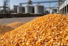 El maíz desafía las bajas de Chicago y mejora en Rosario para disponible y nueva cosecha Granos de maíz en primer plano junto a soja y trigo frente a silos, en una jornada de mejoras para el maíz en el Mercado Físico de Rosario