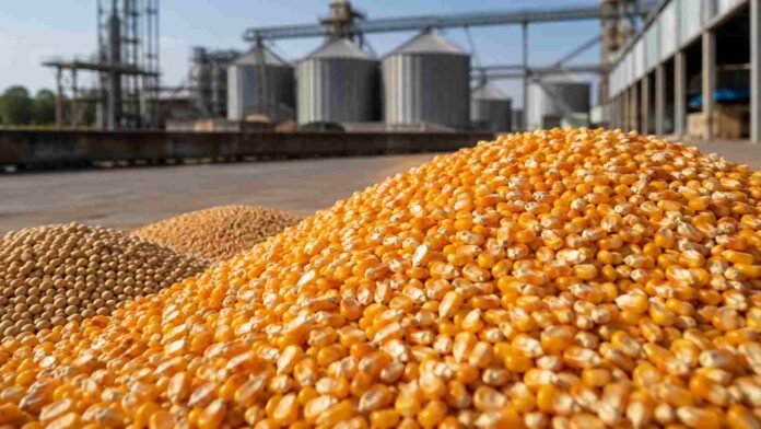 maiz-mercado-rosario-precios-granos-septiembre-2026 Granos de maíz en primer plano junto a soja y trigo frente a silos, en una jornada de mejoras para el maíz en el Mercado Físico de Rosario