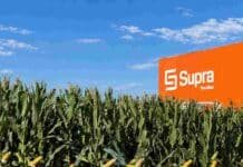 Maíz 2026/27: cinco híbridos buscan adaptarse a distintos ambientes y fechas de siembra Lote de maíz junto al espacio de Supra Semillas, marca que presentará cinco híbridos para distintos ambientes y fechas de siembra en la campaña 2026/27.