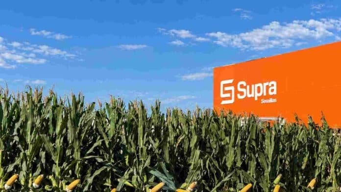 Lote de maíz junto al espacio de Supra Semillas, marca que presentará cinco híbridos para distintos ambientes y fechas de siembra en la campaña 2026/27.