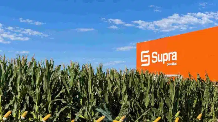 maiz-supra-semillas-campana-2026-27-ruralnet Lote de maíz junto al espacio de Supra Semillas, marca que presentará cinco híbridos para distintos ambientes y fechas de siembra en la campaña 2026/27.
