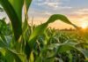 ADVANTA lleva al Congreso su apuesta por maíz tardío, grano y sistemas ganaderos Lote de maíz en desarrollo al atardecer, en una imagen ilustrativa de los planteos de maíz tardío, silaje y producción de grano para la campaña 2026/27.
