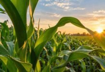 ADVANTA lleva al Congreso su apuesta por maíz tardío, grano y sistemas ganaderos Lote de maíz en desarrollo al atardecer, en una imagen ilustrativa de los planteos de maíz tardío, silaje y producción de grano para la campaña 2026/27.