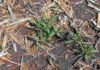 Primavera: la estrategia clave para frenar a Borreria Maleza verde emergiendo entre rastrojos secos en un lote agrícola bajo siembra directa.