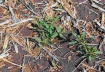 Primavera: la estrategia clave para frenar a Borreria Maleza verde emergiendo entre rastrojos secos en un lote agrícola bajo siembra directa.