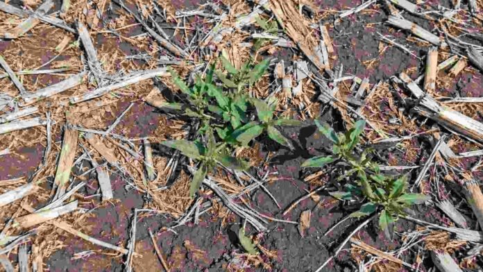 maleza-rastrojo-lote-agricola Maleza verde emergiendo entre rastrojos secos en un lote agrícola bajo siembra directa.