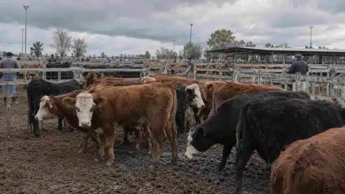 mercado-agroganadero-cielo-nublado Hacienda bovina en corrales del Mercado Agroganadero durante una jornada nublada, con animales y operadores en plena actividad comercial.