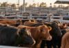 Mercado Agroganadero hoy: precios definitivos por categoría del 29 de septiembre Hacienda vacuna en corrales del Mercado Agroganadero, en una escena que representa la operatoria y los precios por categoría.