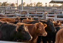 Mercado Agroganadero hoy: precios definitivos por categoría del 29 de septiembre Hacienda vacuna en corrales del Mercado Agroganadero, en una escena que representa la operatoria y los precios por categoría.