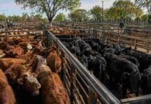 Mercado Agroganadero: difundieron los precios definitivos de este miércoles Bovinos en los corrales del Mercado Agroganadero durante una jornada de comercialización de hacienda.